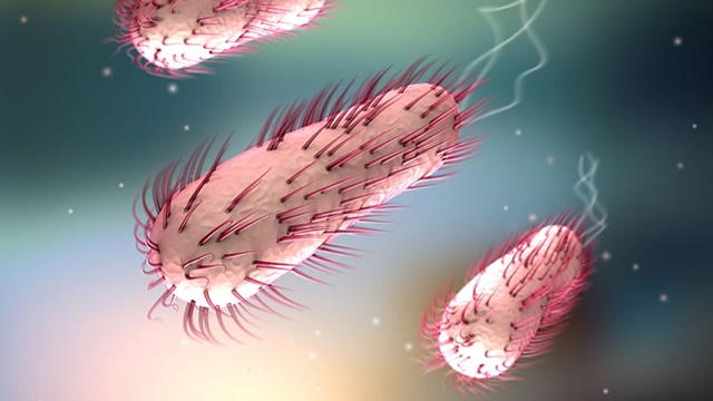Vi khuẩn E.Coli, Chlamudia, tụ cầu khuẩn, lậu cầu khuẩn, nấm men… là nguyên nhân gây bệnh