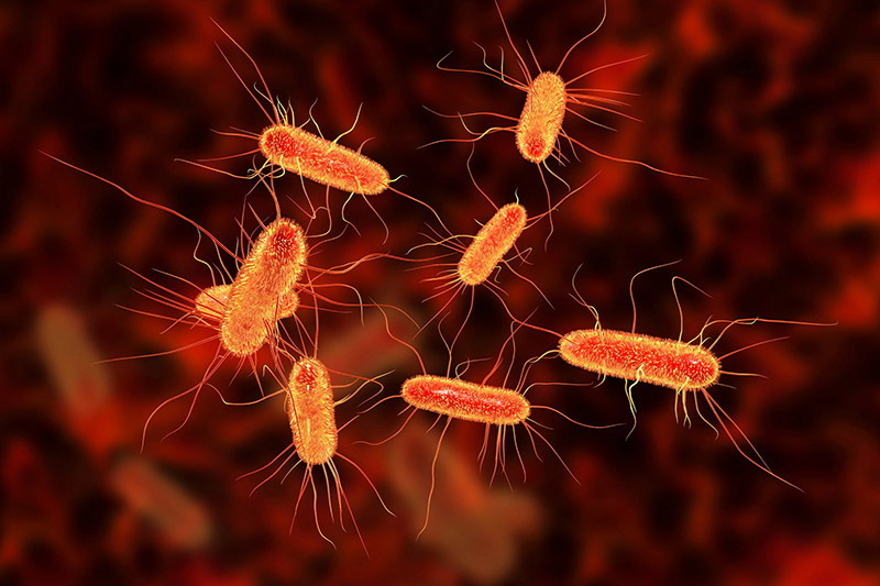 Vi khuẩn E.coli đi qua hậu môn và gây ra viêm đường tiết niệu
